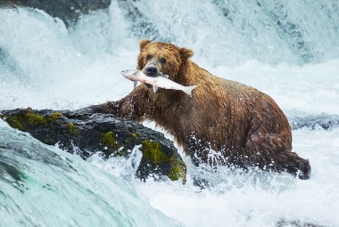 Alaska Cruises