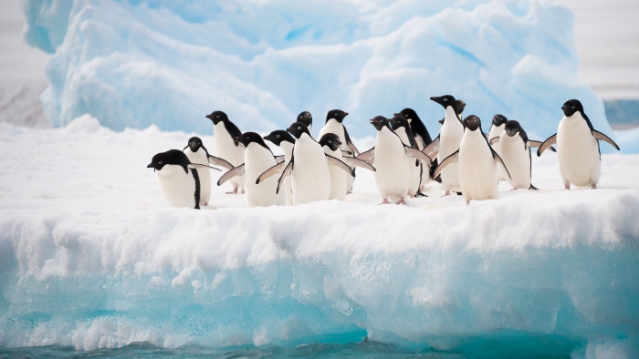 Top Antarctica Cruise Ships Excursions