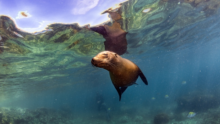 Best time to cruise Galapagos Islands