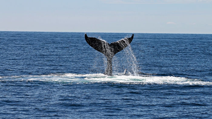 whale spotting virgin voyages excursion